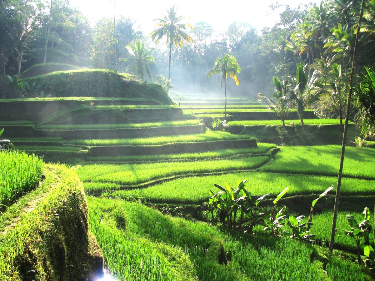 tour-indonesia-bali-4n3d-tu-da-nang-tron-goi-gia-re-phan-van-travel-2