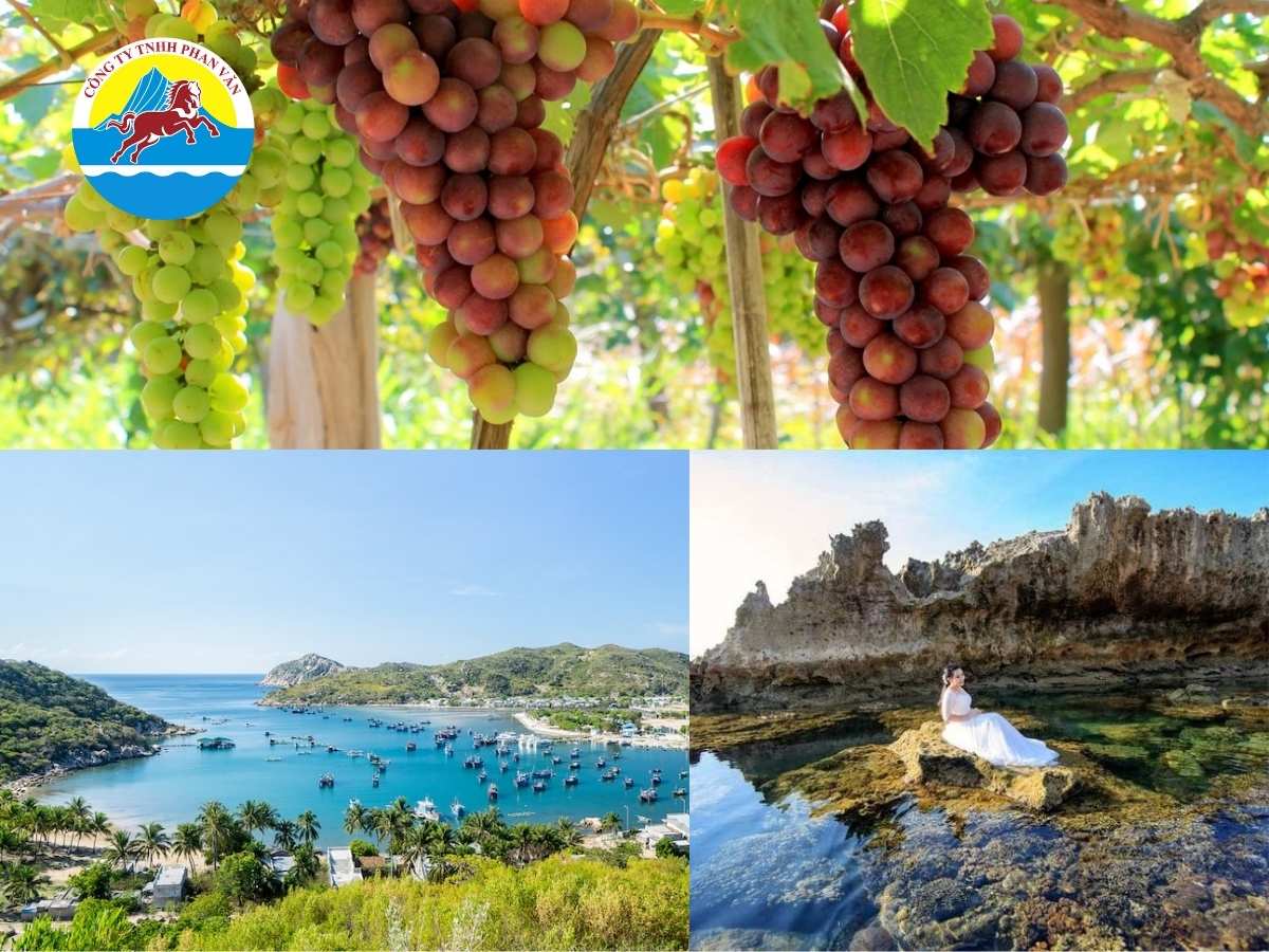 Tour kết hợp Vườn Nho - Vịnh Vĩnh Hy - Hang Rái
