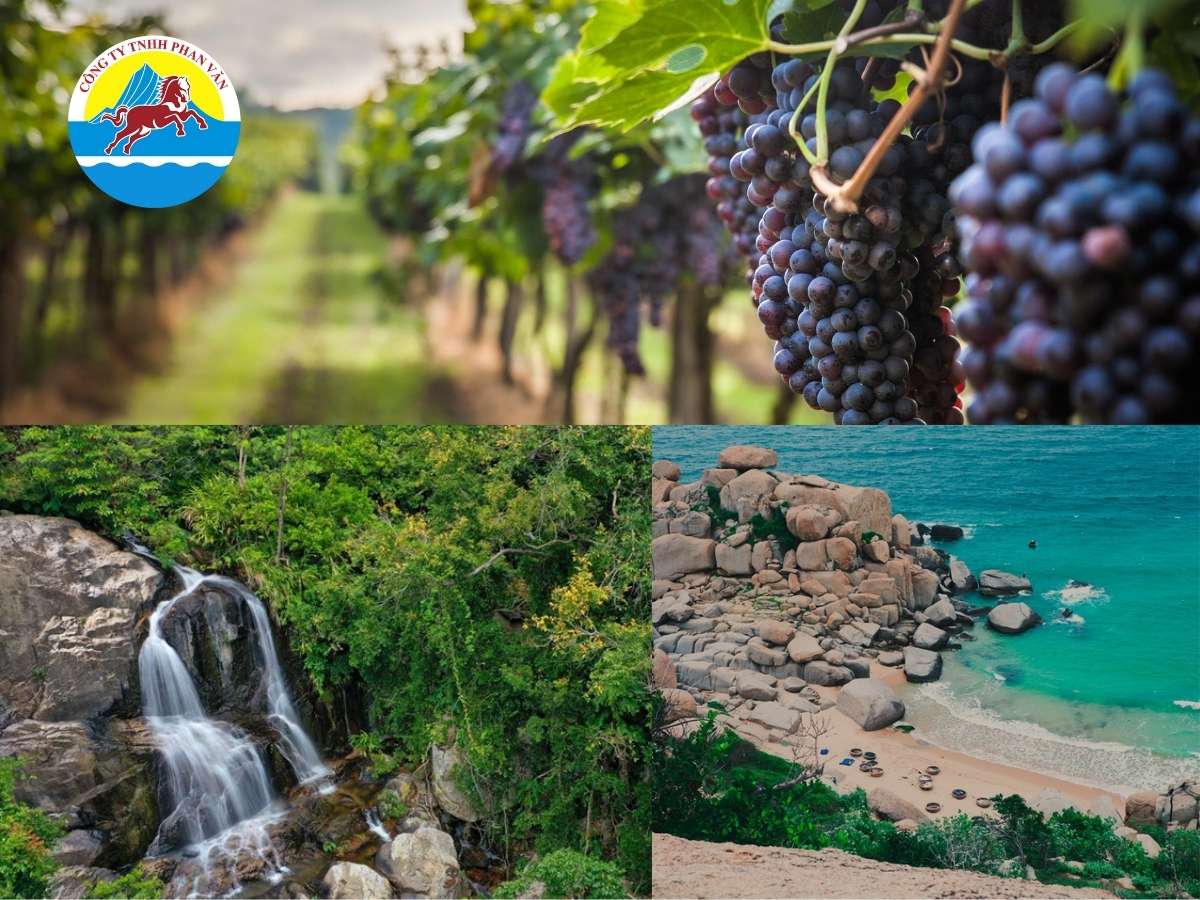Tour kết hợp Vườn Nho - Vườn Quốc gia Núi Chúa - Mũi Dinh