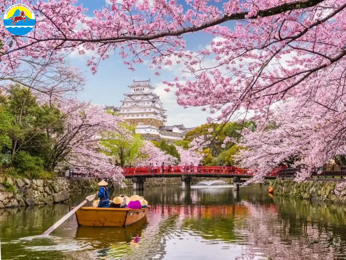 Khung cảnh hoa anh đào tại Lâu đài Himeji (Thành Hạc Trắng)
