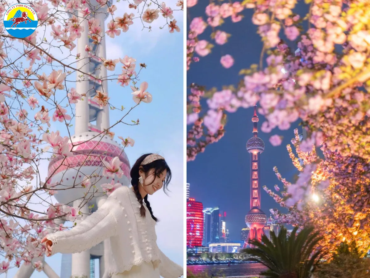 Gần 140 cây Yoshino nở rộ dọc lối đi của Bến Thượng Hải