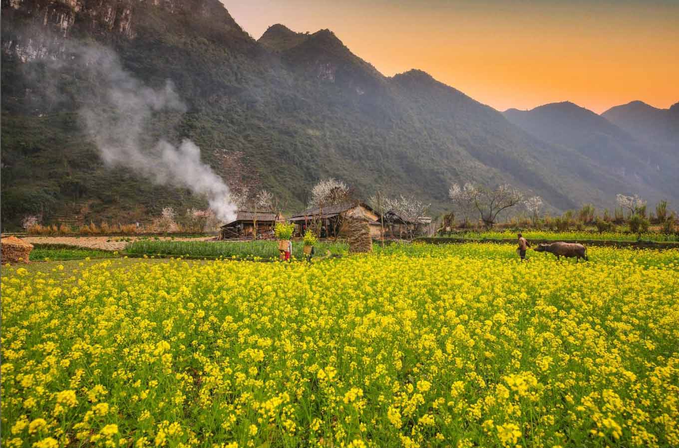 Những bông hoa cải nở bung, thu hút không chỉ mắt nhìn