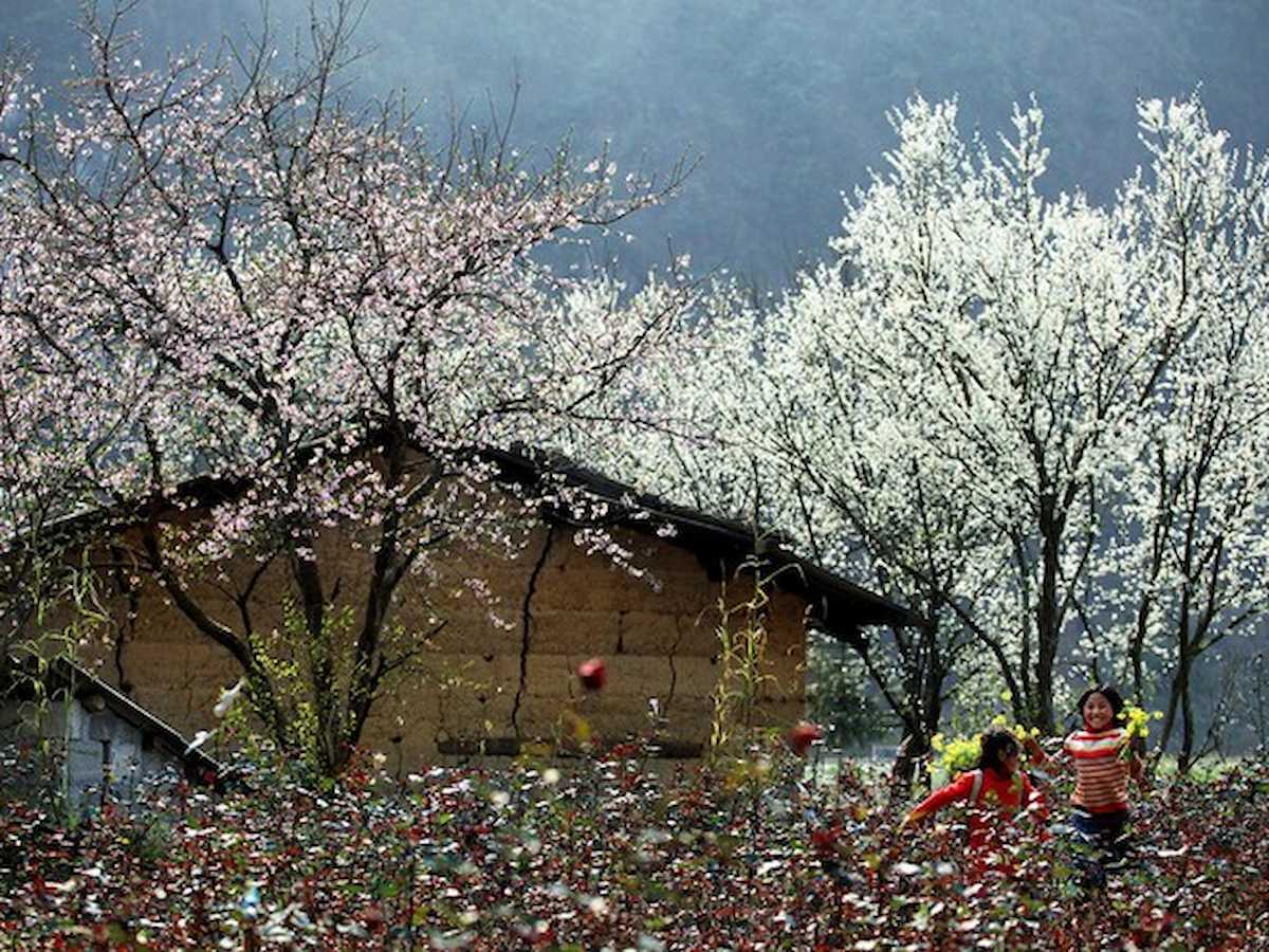 ve-tham-quan-moc-chau-gia-ve-kinh-nghiem-tham-quan-chi-tiet-phan-van-travel-6