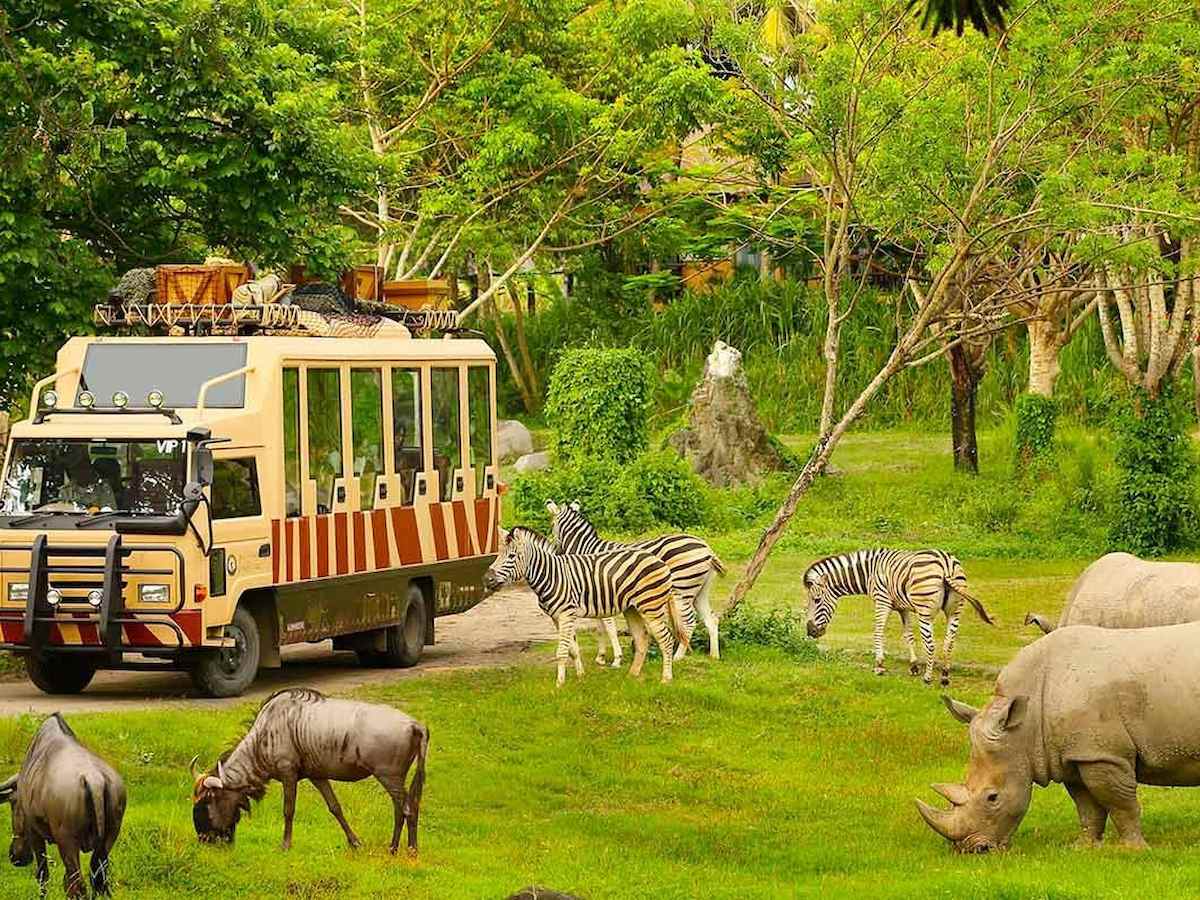 Trải nghiệm tham quan vườn thú đầy thú vị trên xe bus, Vin Safari Phú Quốc