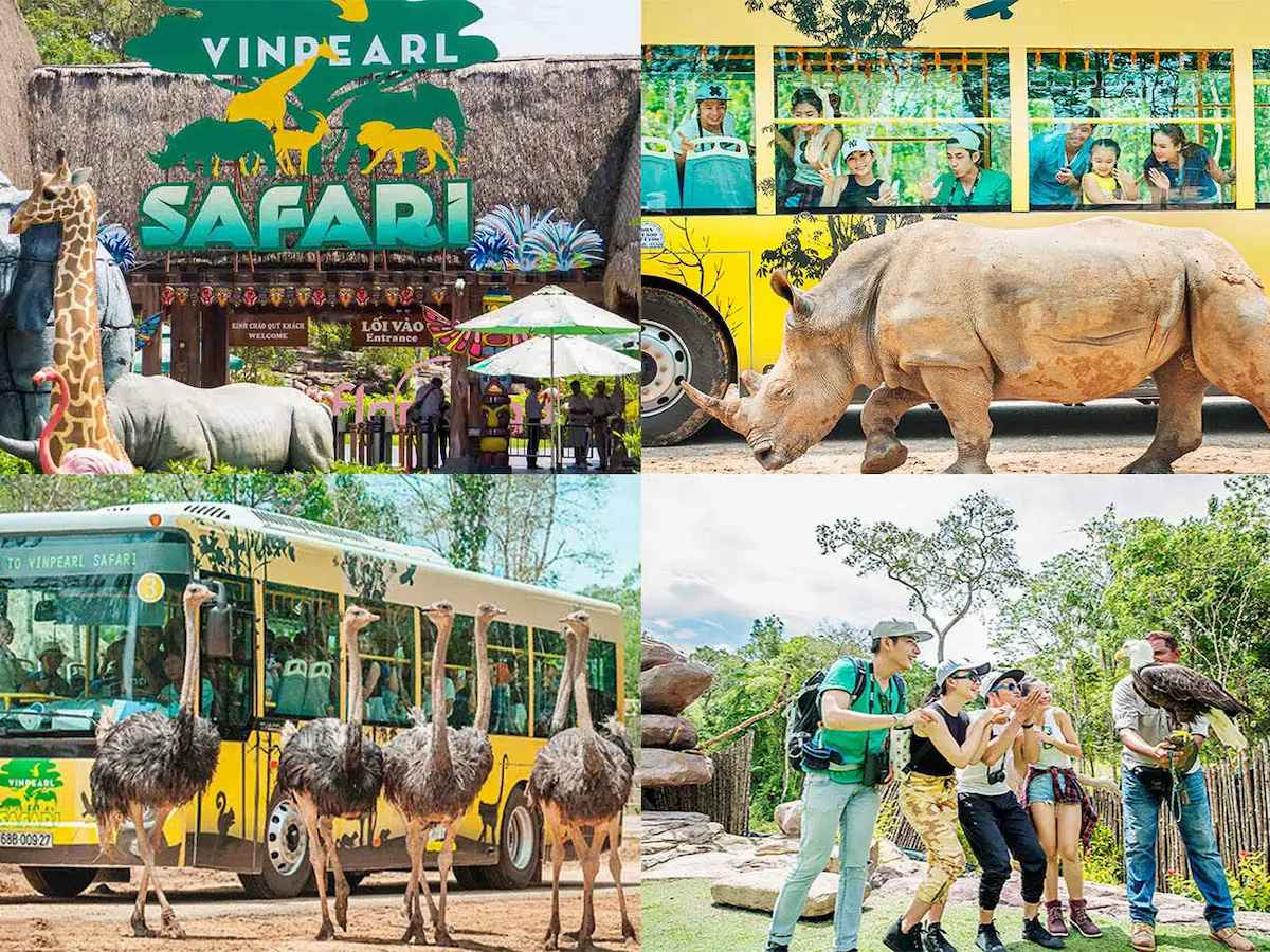 Xe bus chuyên dụng để tham quan Safari