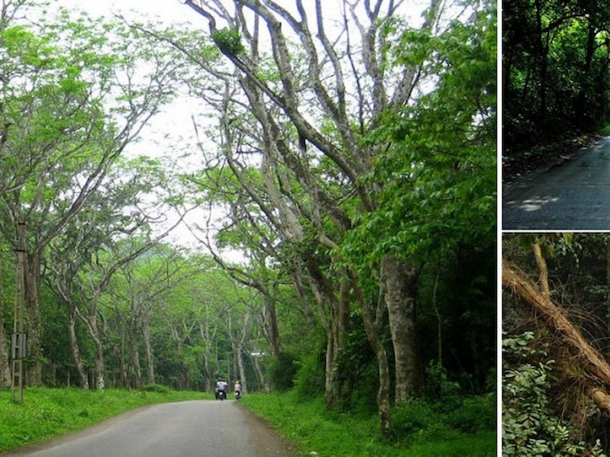 ve-tham-quan-vuon-quoc-gia-cuc-phuong-diem-den-cho-tin-do-du-lich-trai-nghiem-phan-van-travel-4