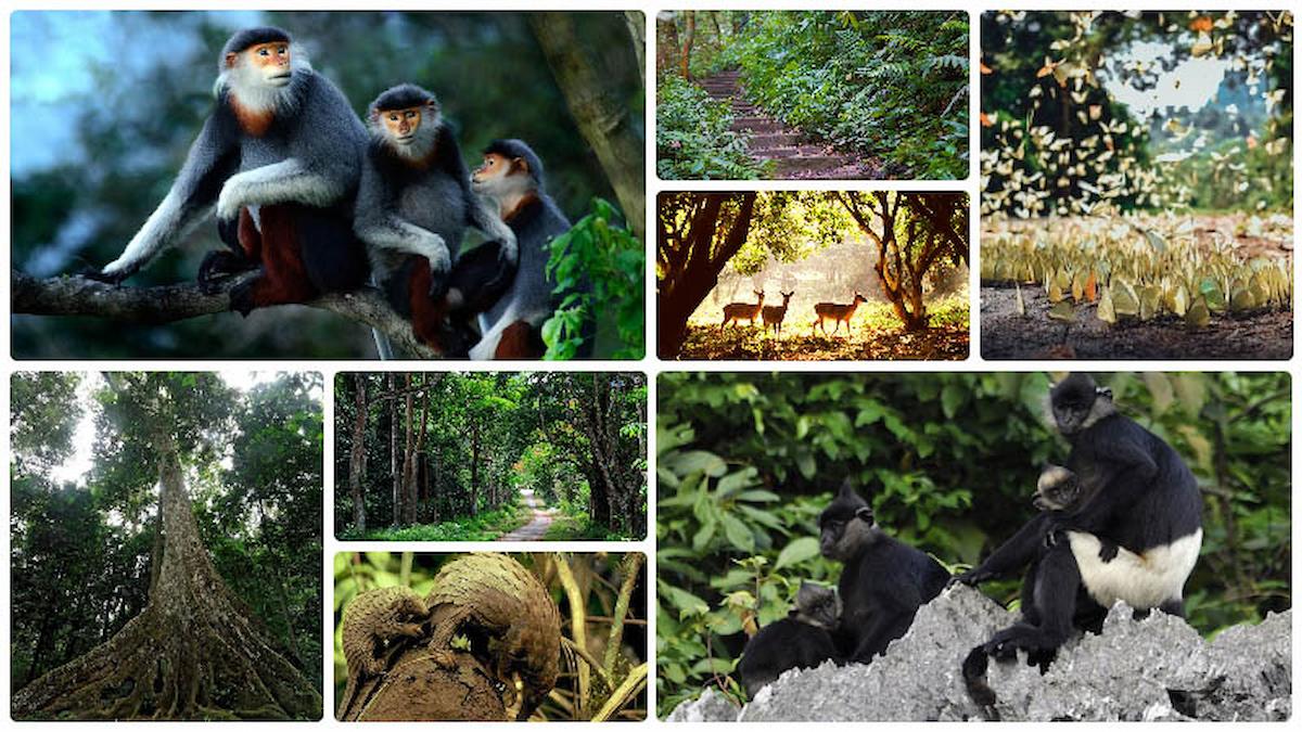 ve-tham-quan-vuon-quoc-gia-cuc-phuong-diem-den-cho-tin-do-du-lich-trai-nghiem-phan-van-travel-5