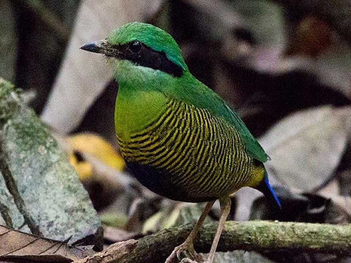 ve-tham-quan-vuon-quoc-gia-cuc-phuong-diem-den-cho-tin-do-du-lich-trai-nghiem-phan-van-travel-6