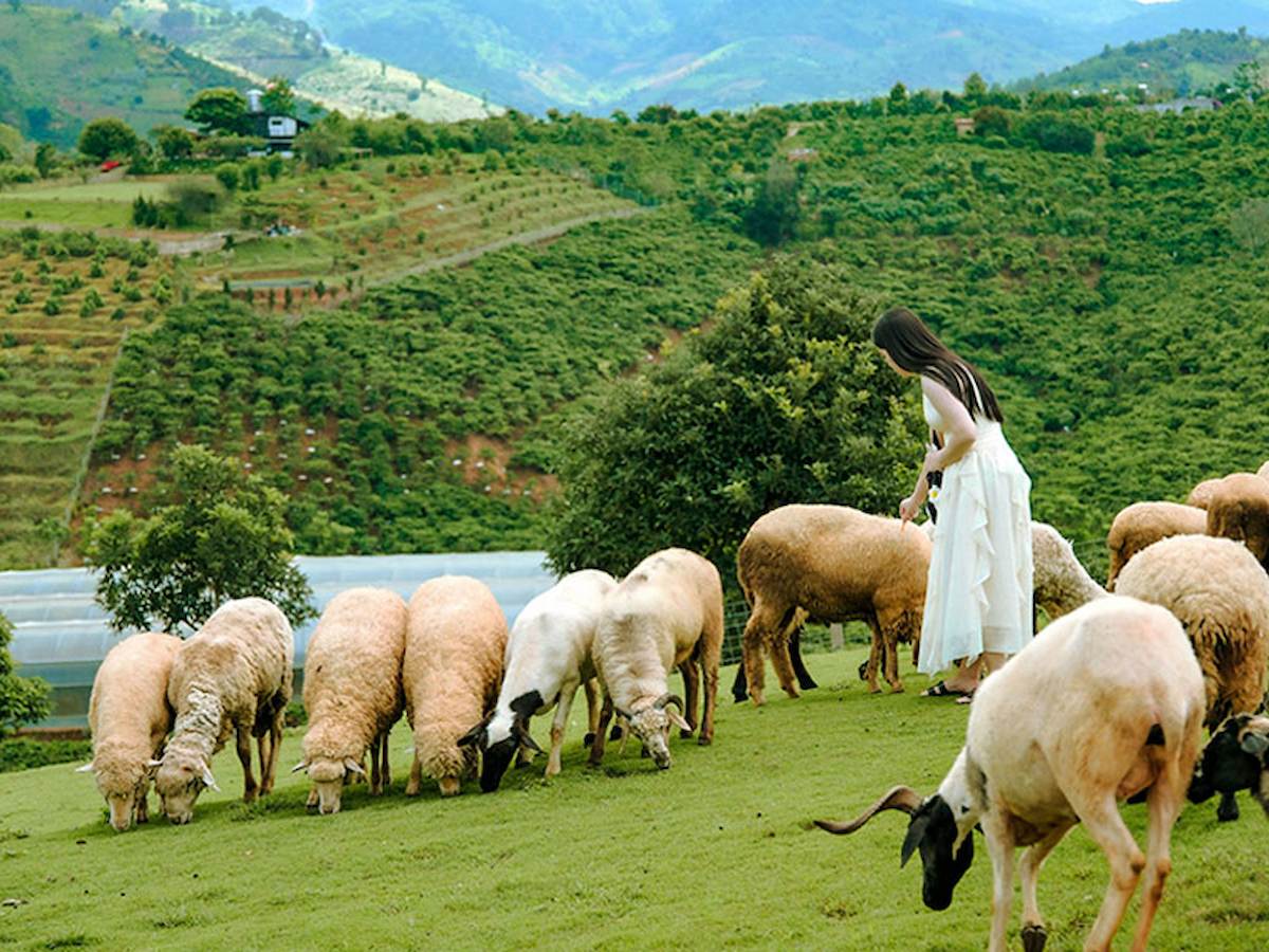 ve-tham-quan-vuon-thu-zoodoo-thien-duong-cho-cac-con-sen-phan-van-travel-13