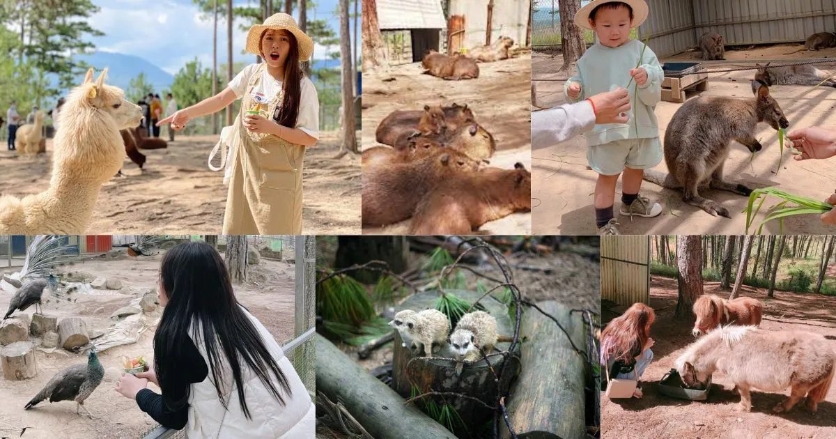 ve-tham-quan-vuon-thu-zoodoo-thien-duong-cho-cac-con-sen-phan-van-travel-5