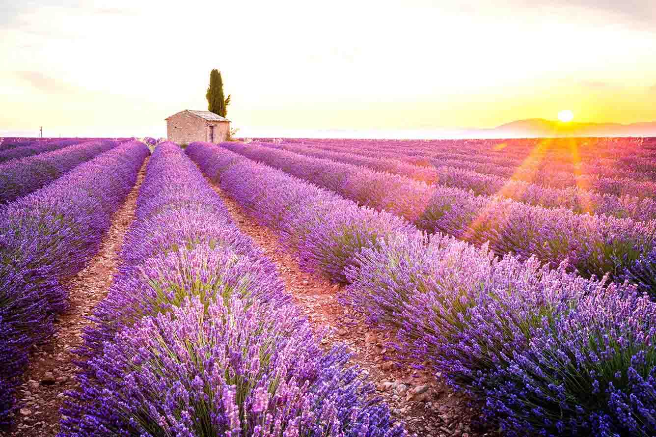 Cánh đồng hoa oải hương ở Provence