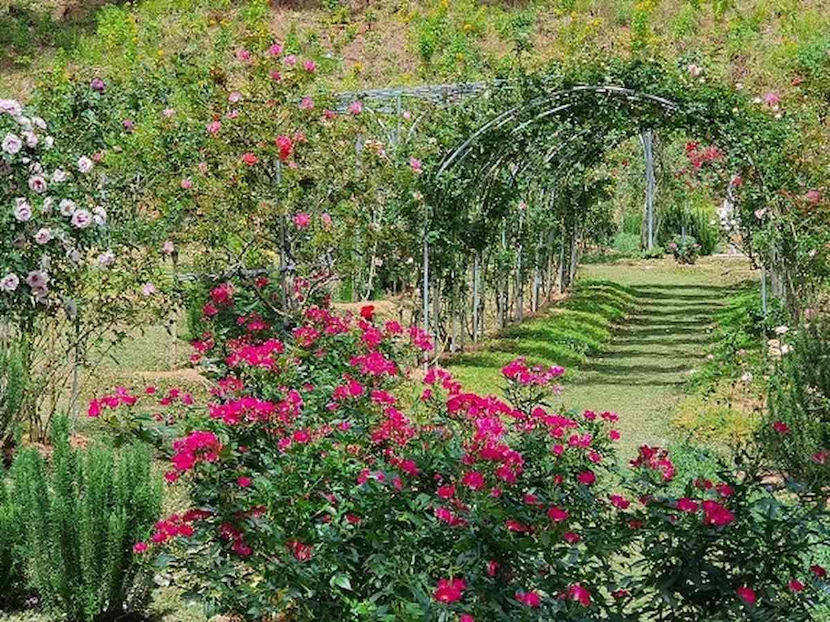 Vườn hoa hồng Cao Nguyên Hoa Đà Lạt