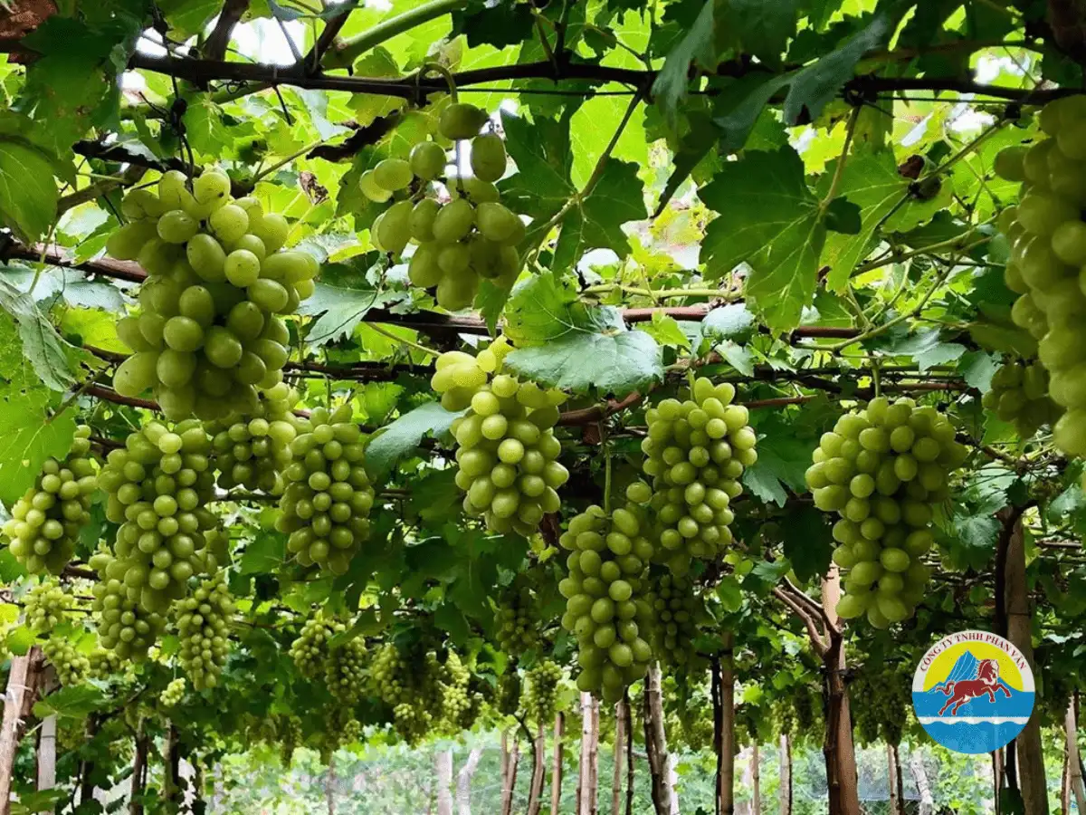 Vườn Nho Ba Mọi