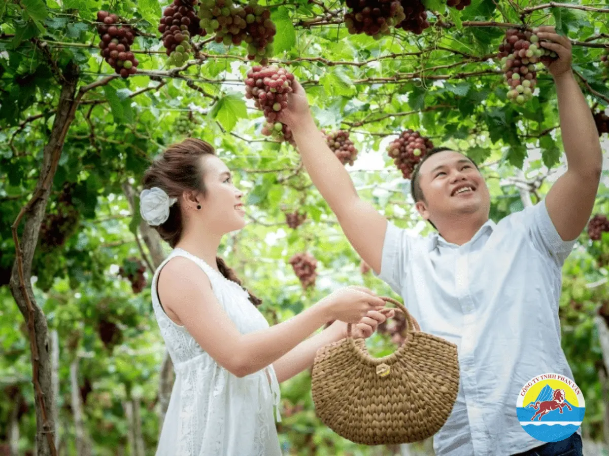Vườn nho Ba Mọi