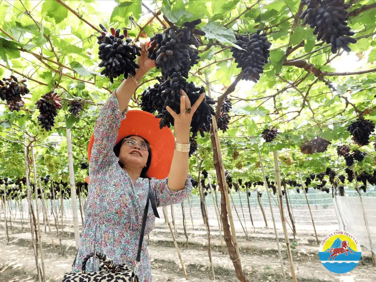 Vườn nho Ngón tay đen độc lạ