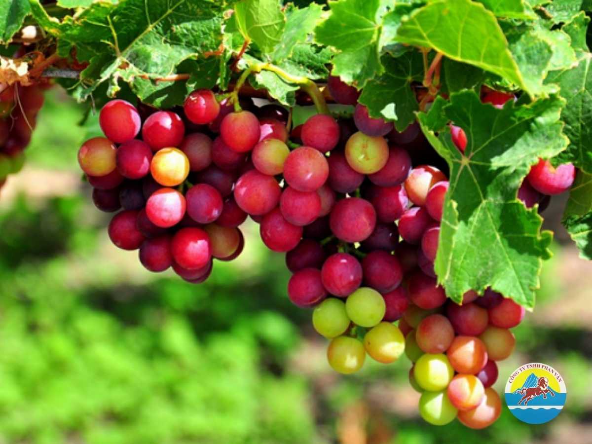 Vườn Nho Ninh Thuận