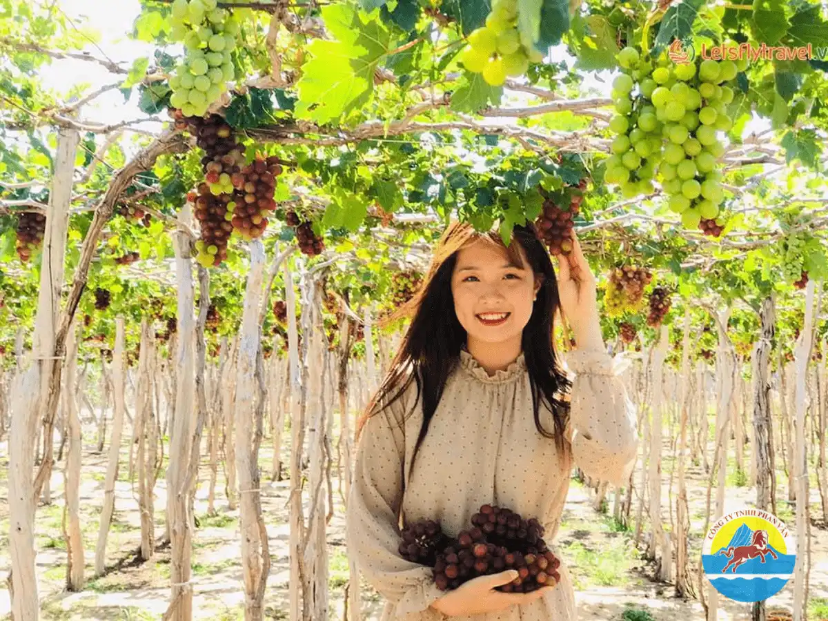 vườn nho Ninh Thuận