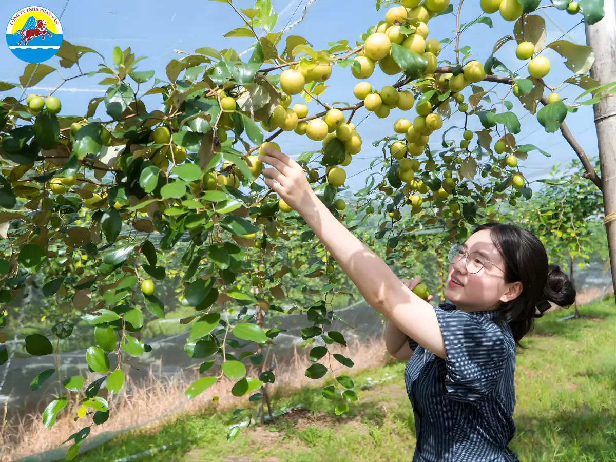 vườn trái cây Cần Thơ