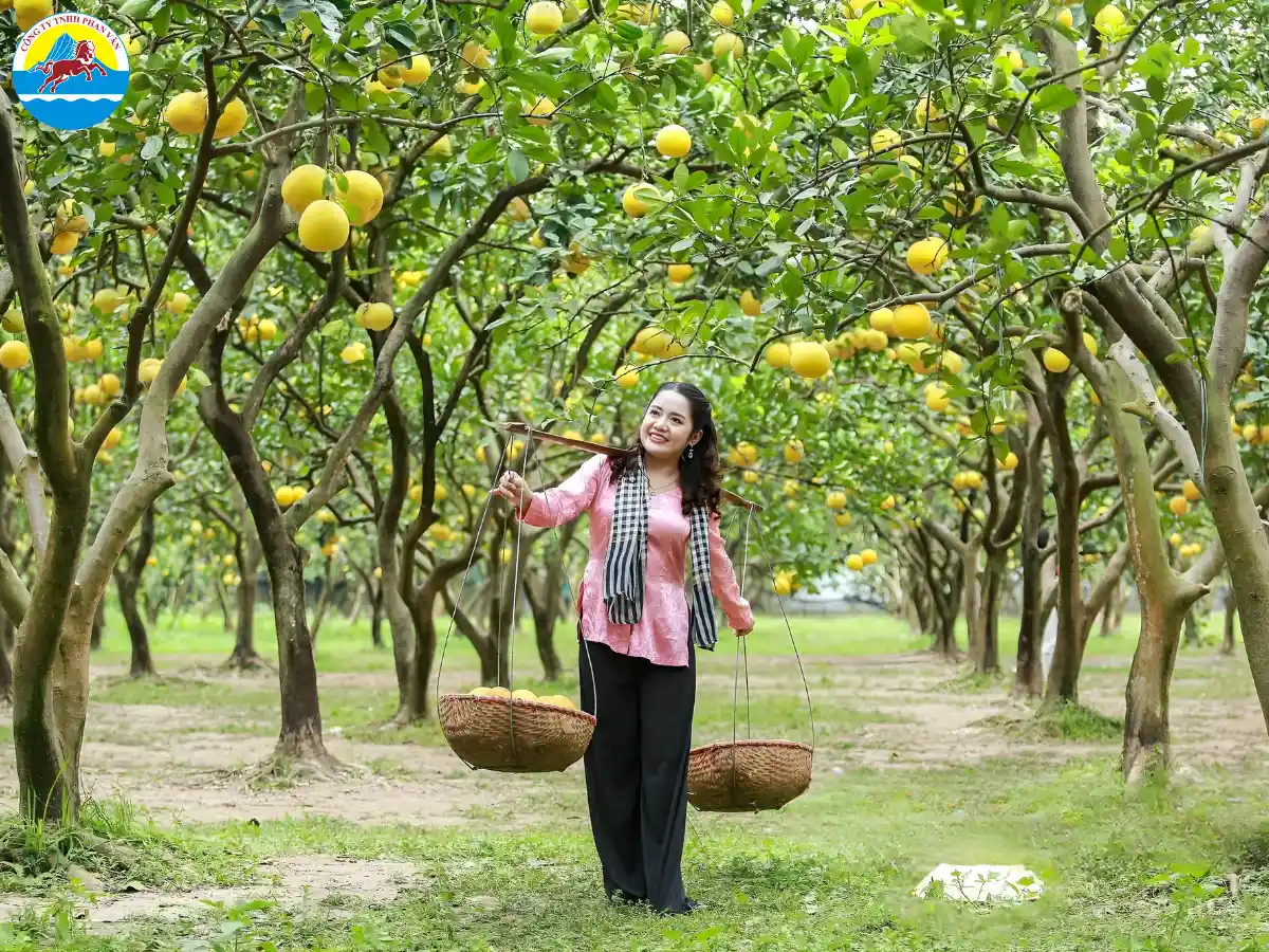 Vườn bưởi da xanh Bình Đức