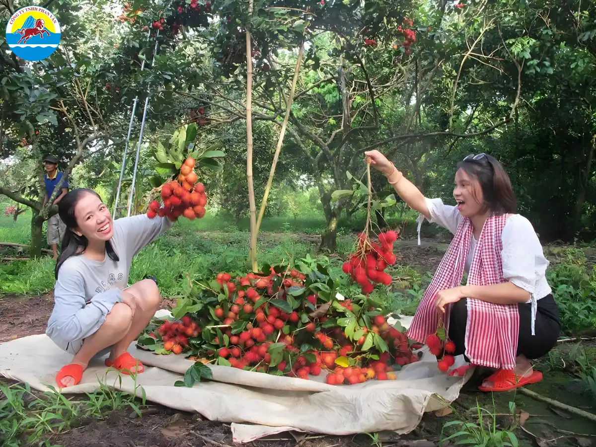 vườn trái cây Tiền Giang