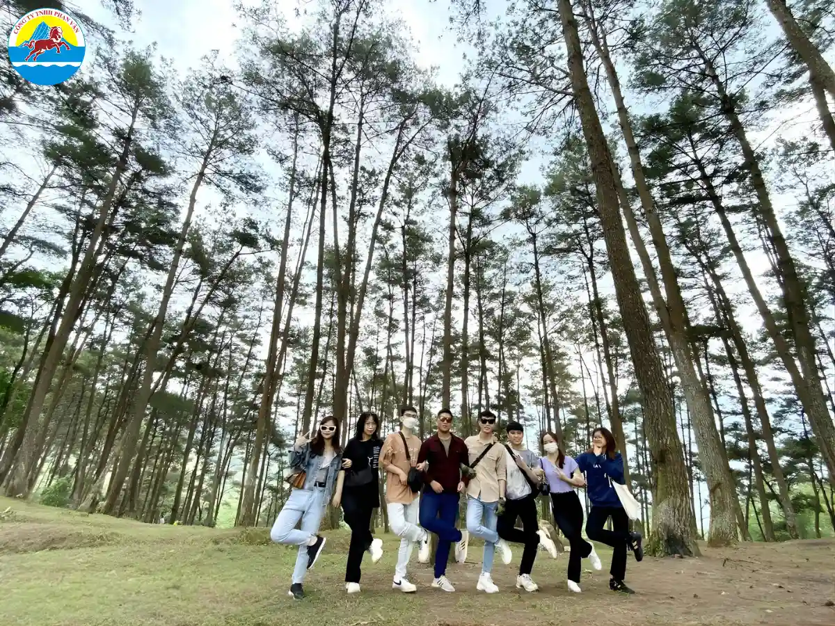 Rừng thông Yên Minh