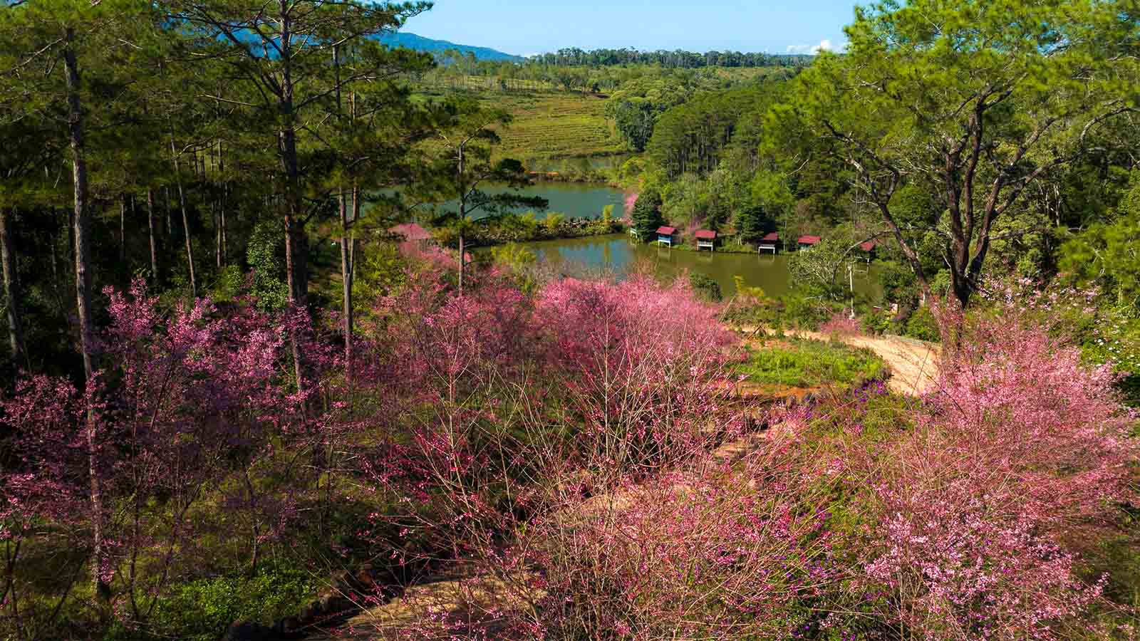 ĐÀ NẴNG - MĂNG ĐEN