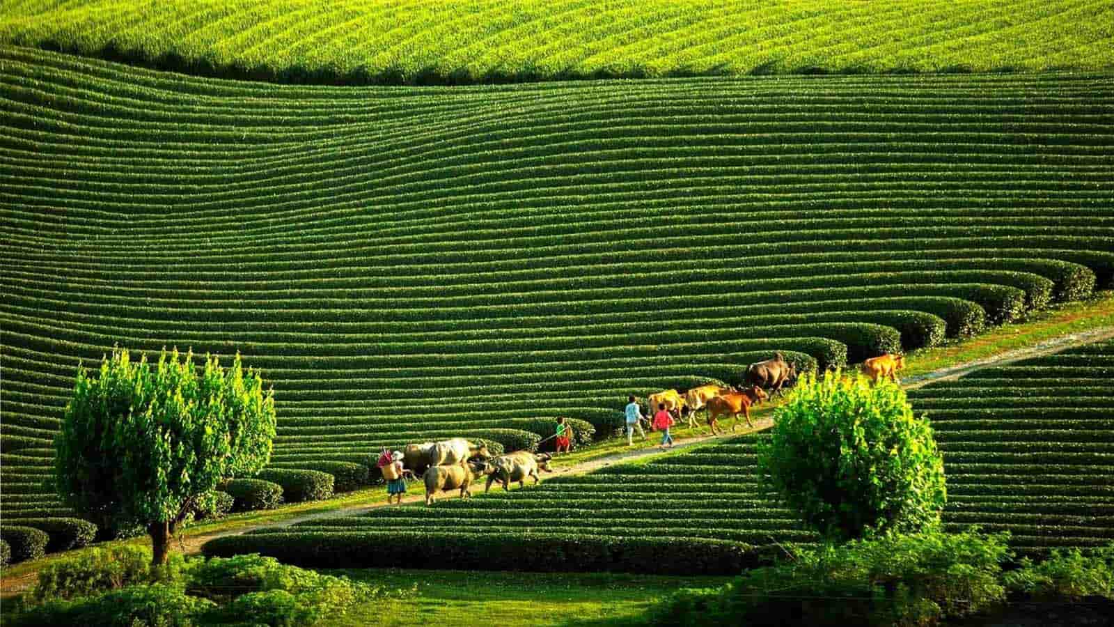 Mộc Châu - Cầu Kính Bạch Long - Săn Mây Tà Xùa