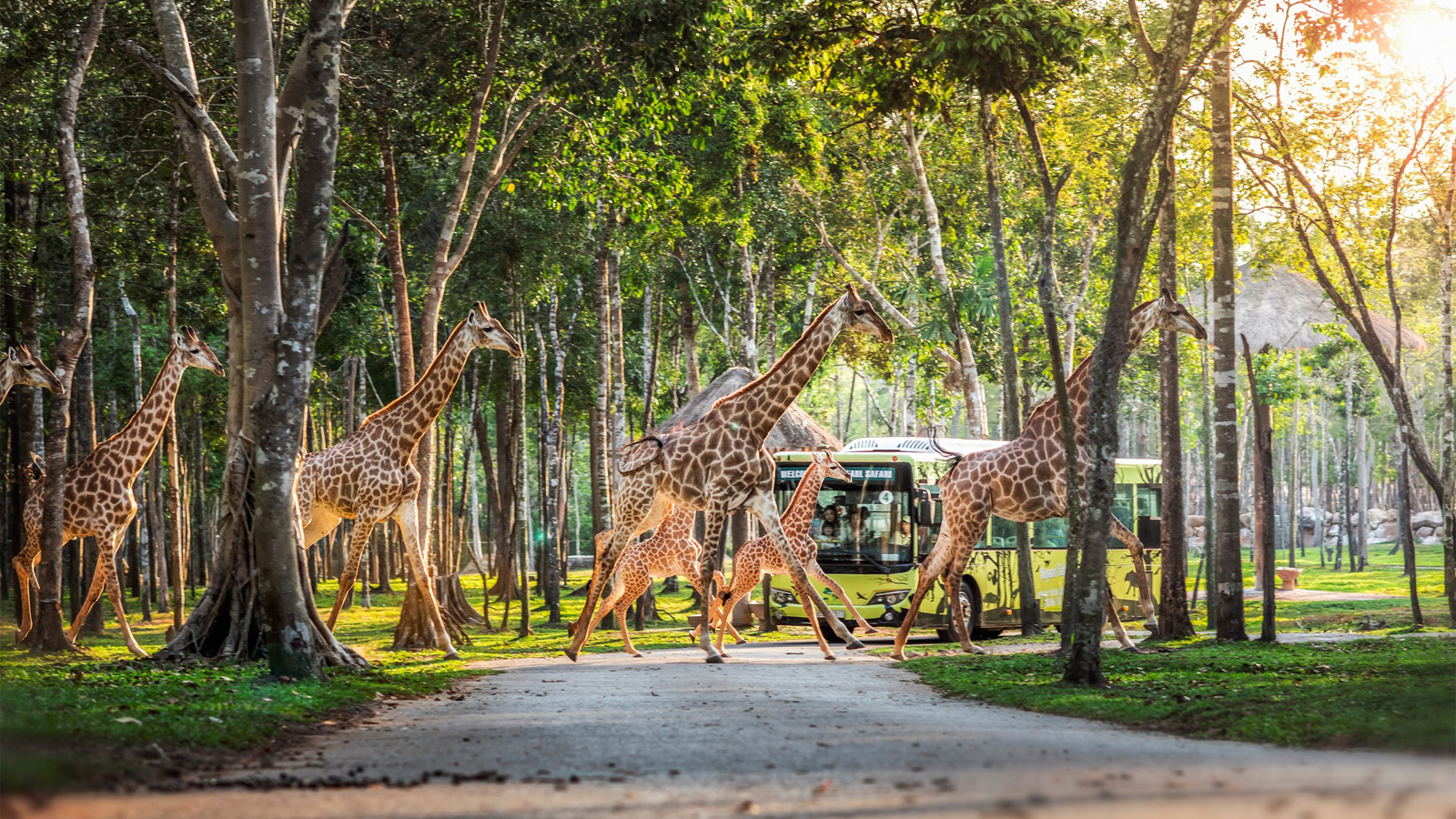 Vin Safari Phú Quốc vé vào cửa và lượt xe zoo trạm + Tặng Food Voucher (Hiệu lực 1 ngày)