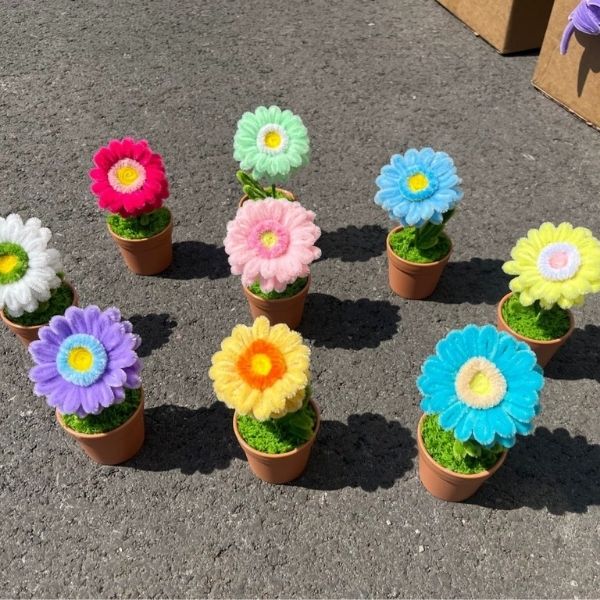 [ Set 10 Chậu + Túi ] Hoa Gerbera Kẽm Nhung - 18184