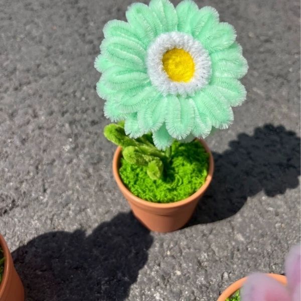 [ Set 10 Chậu + Túi ] Hoa Gerbera Kẽm Nhung - 18184