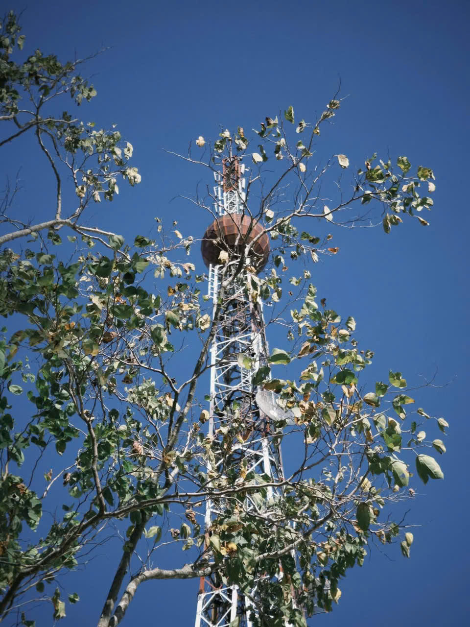 🌺 𝐕𝐢𝐯𝐮 Đ𝐚̀ 𝐋𝐚̣𝐭 𝐭𝐡𝐚́𝐧𝐠 𝟏𝟐 - 𝐂𝐡𝐞𝐜𝐤 𝐢𝐧 𝐅𝐞𝐬𝐭𝐢𝐯𝐚𝐥 🌼