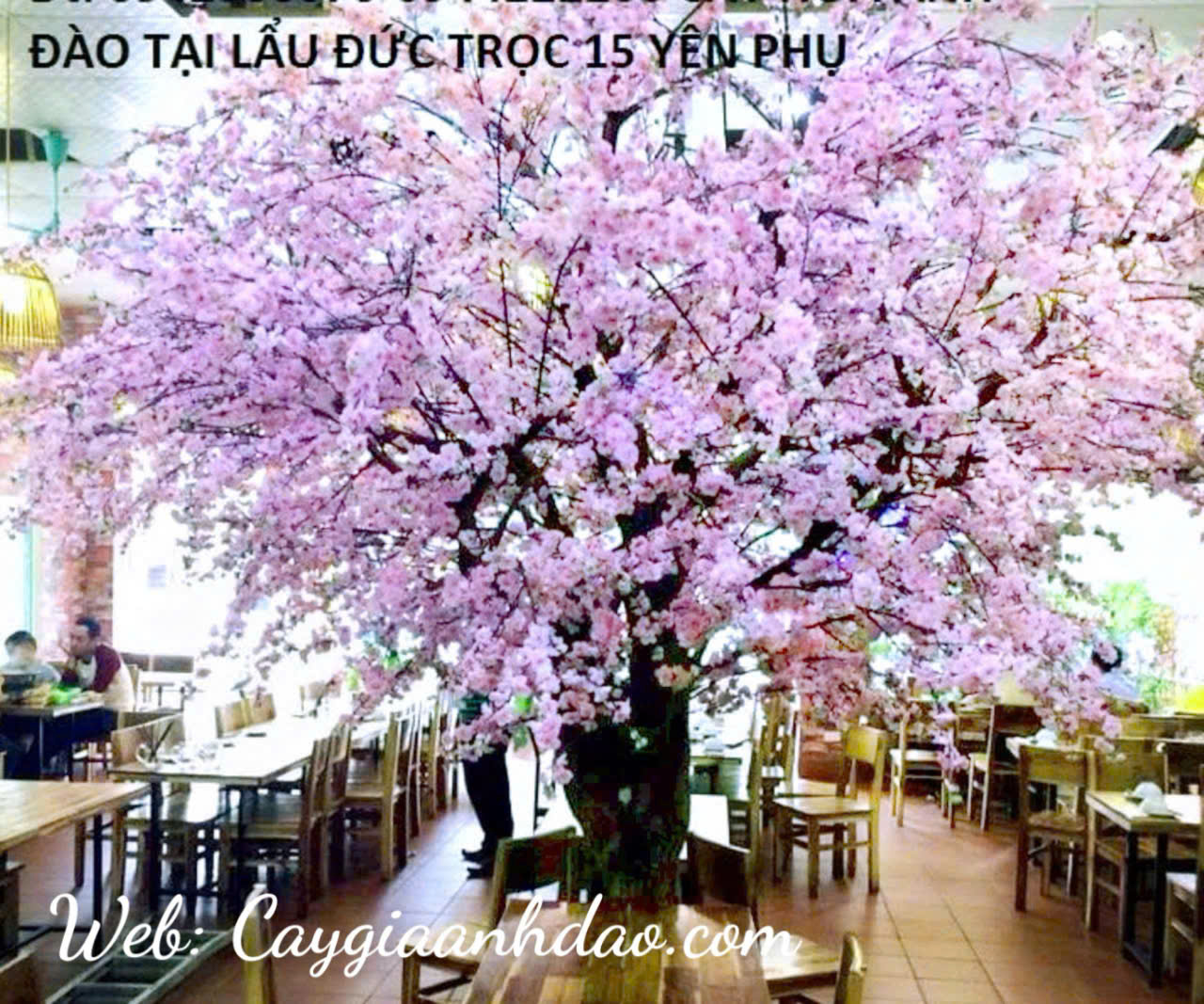 Cây lá xi vàng và cây anh đào hồng tại nhà nhà lẩu Đức Trọc