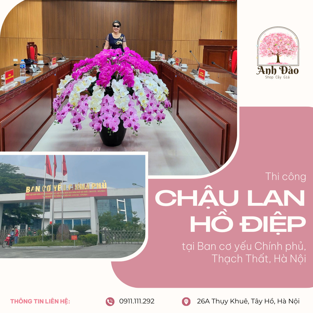 Chậu Lan Hồ Điệp giả tại Ban cơ yếu Chính phủ ở Thạch Thất, Hà Nội