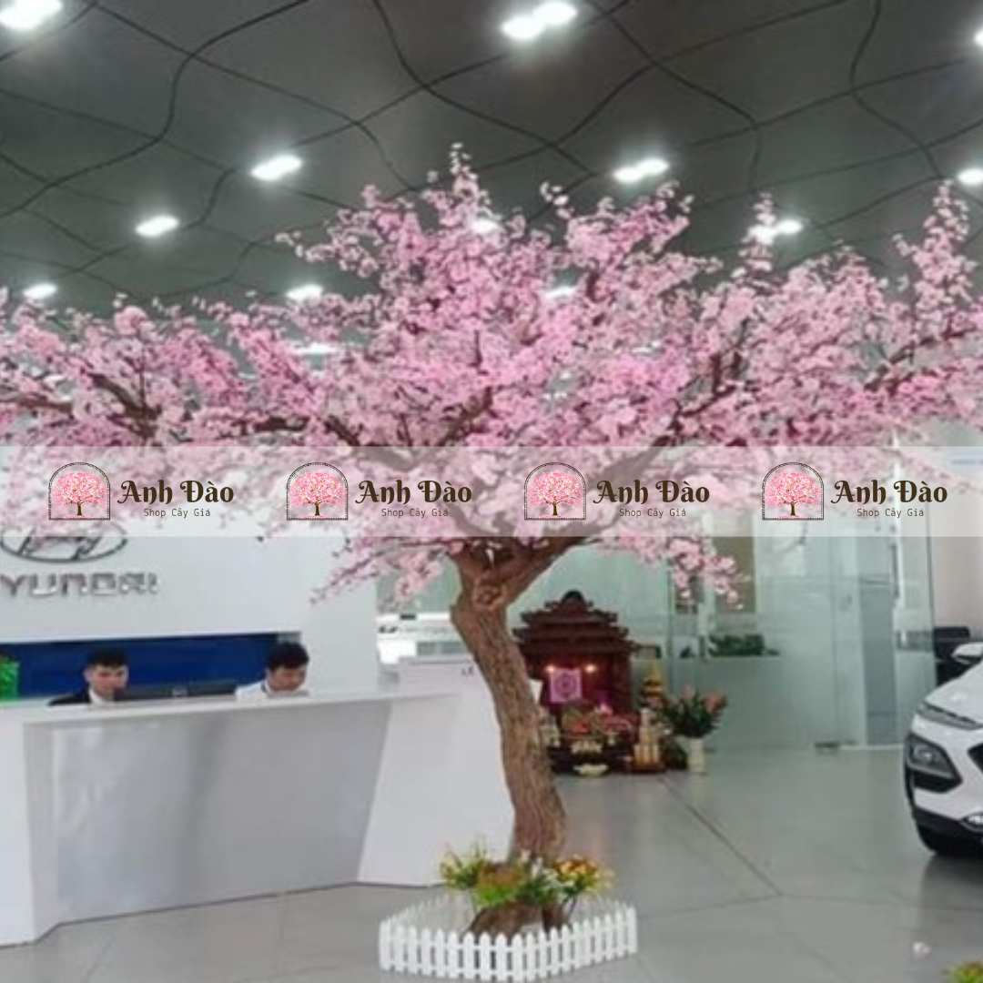 Cây anh đào hồng cao 3,2m rộng 2,5m