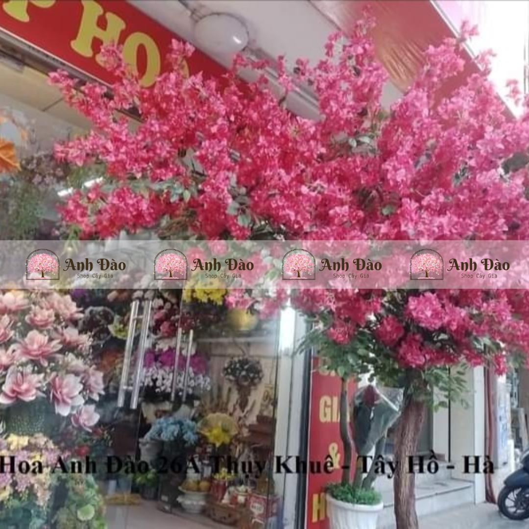 Cây hoa giấy cao 3.5m rộng 2m