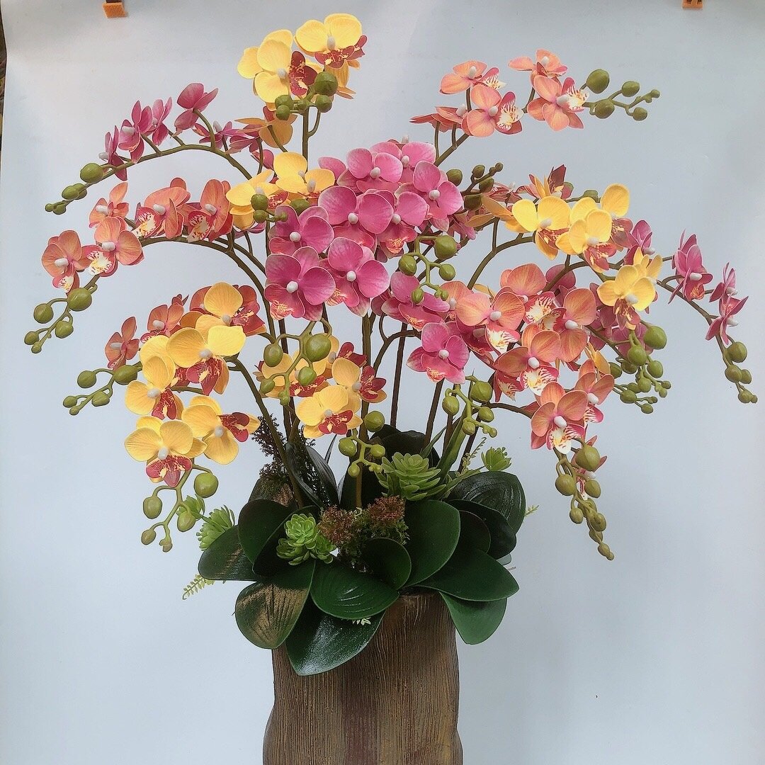 Cây lan hồ điệp