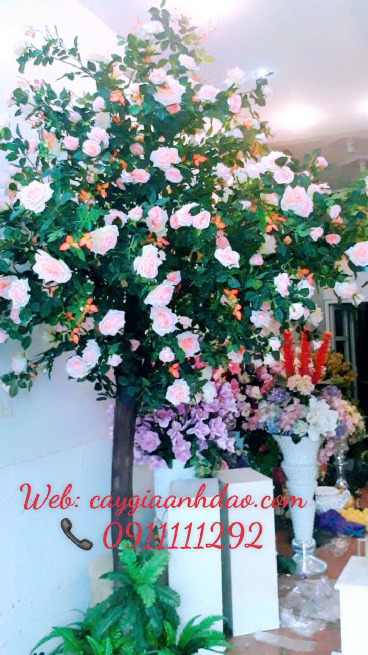 Cây Hoa Hồng Vàng và Cây Hoa Hồng