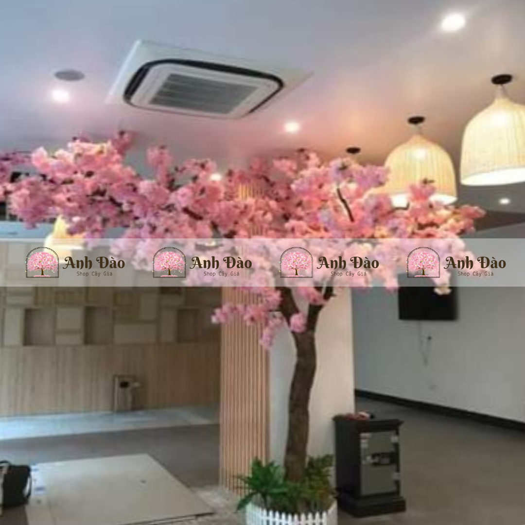 Cây hoa anh đào chùm hồng cao 3,6m rộng 2,4m