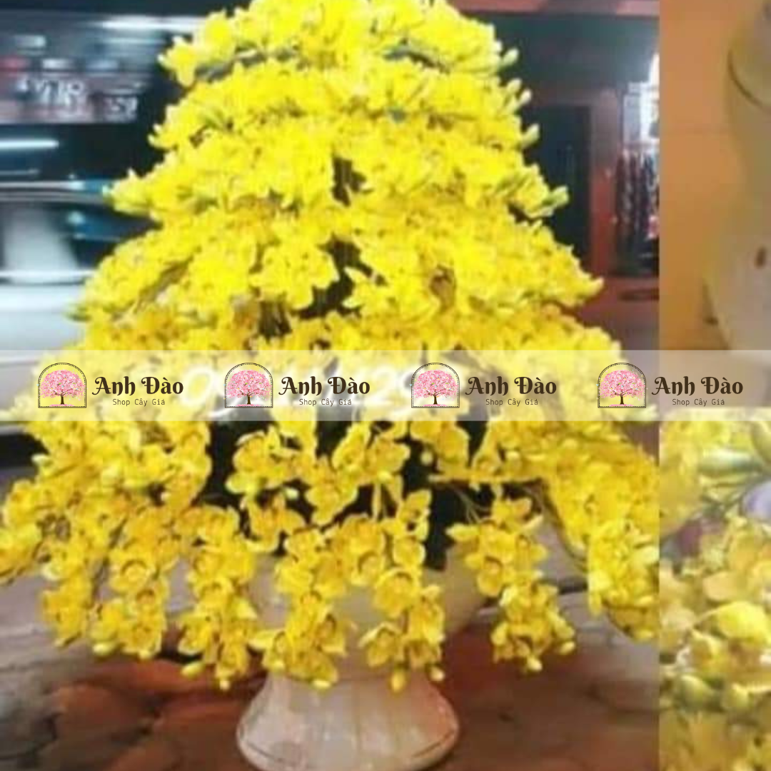 Chậu Lan hồ điệp cao 2m rộng 1,4m