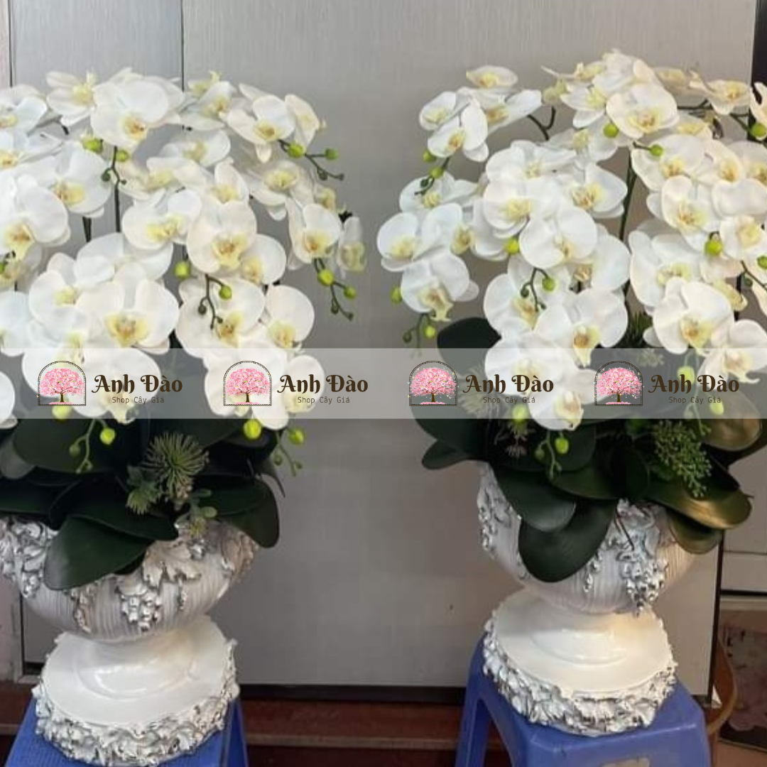 Chậu hoa Lan hồ điệp cao 1.2m rộng 70cm
