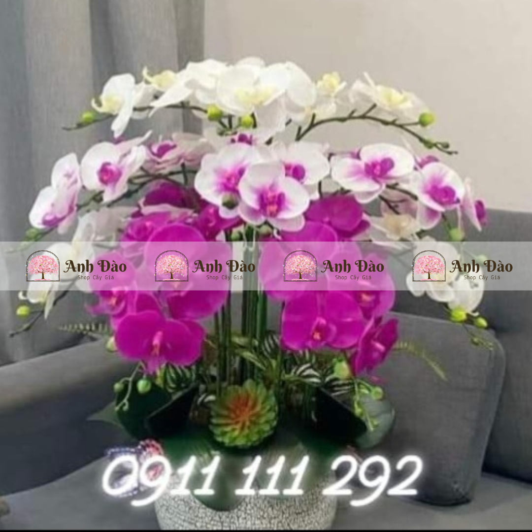 Chậu hoa Lan hồ điệp cao 1.2m rộng 70cm