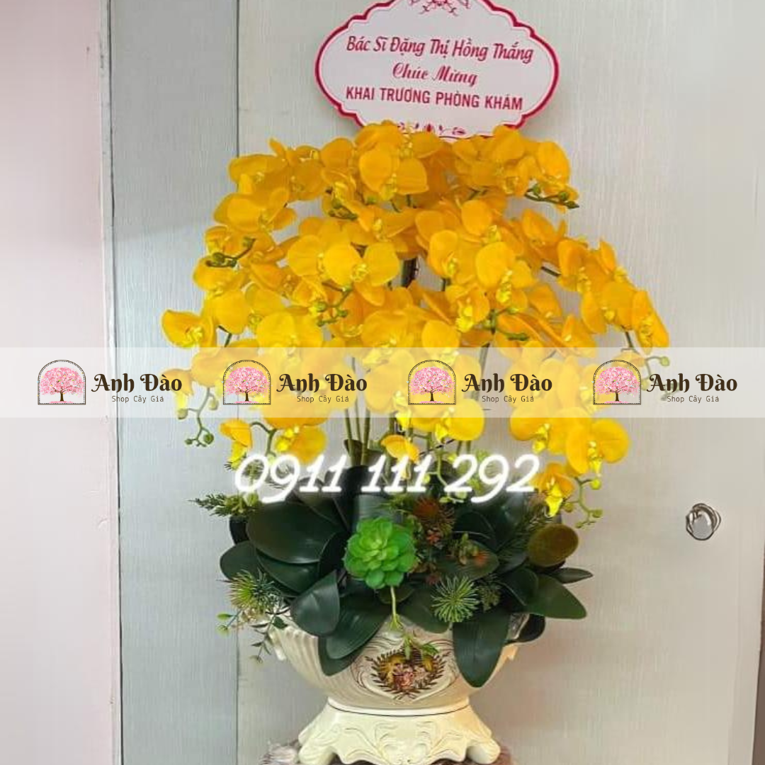 Chậu hoa Lan hồ điệp cao 1.2m rộng 70cm
