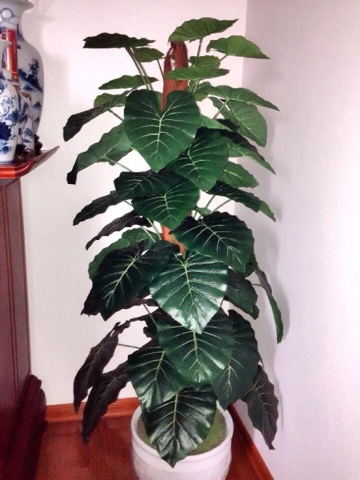 Cây xanh