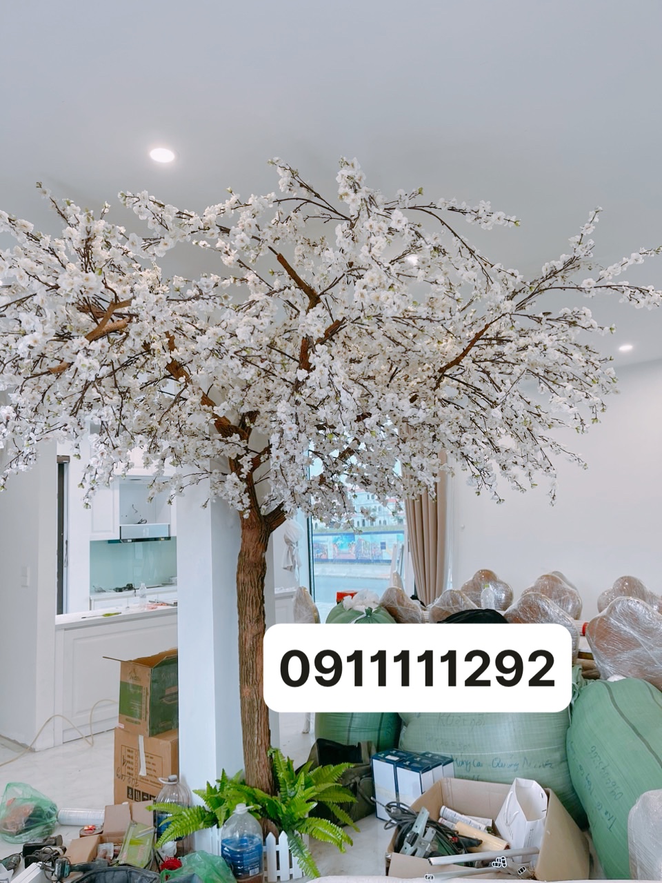 Cây hoa bồ công anh