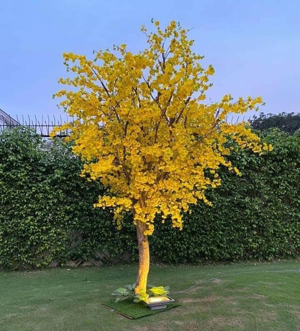 Cây Mai Vàng Giả