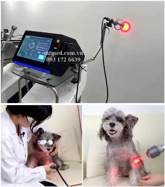 máy đốt lazer cho thú y