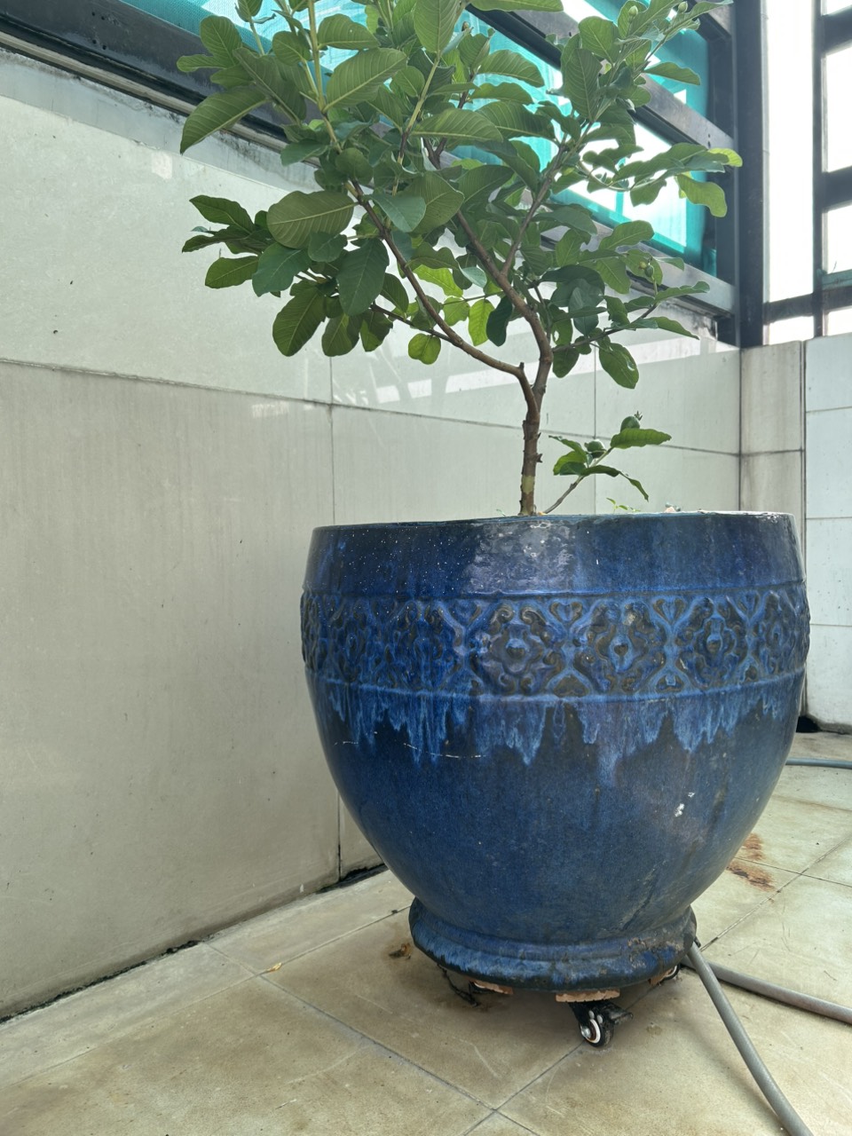 Dùng đế lót chậu cho các chậu cây lớn, nặng nề, trợ thủ đắc lực cho người trồng cây