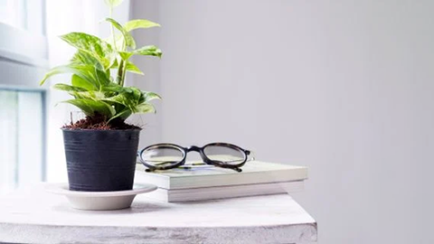 10 LOẠI CÂY TRỒNG TRONG NHÀ THANH LỌC KHÔNG KHÍ TỐT NHẤT CHO PHÒNG NGỦ