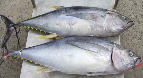 ẩm thực biển xanh