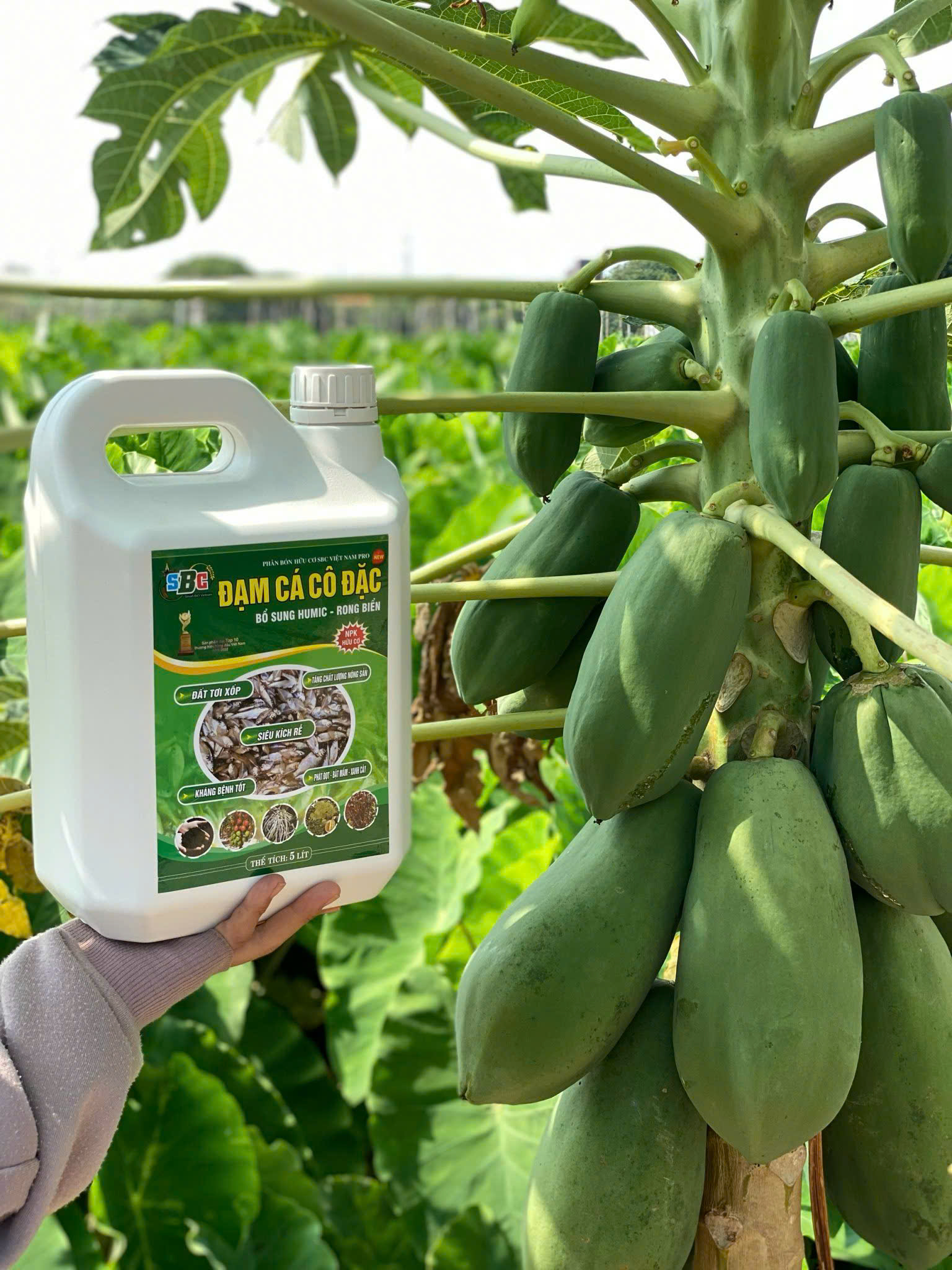 Đạm cá SBC thay thế phân bón hóa học